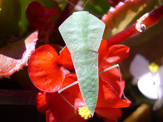 Asiadodis yunnanensis