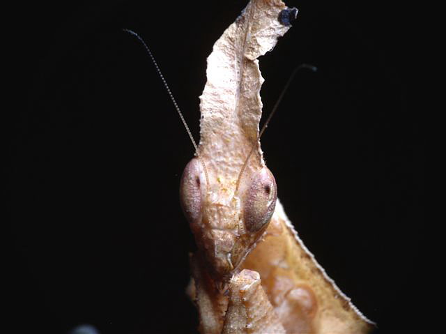 Phyllocrania paradoxa