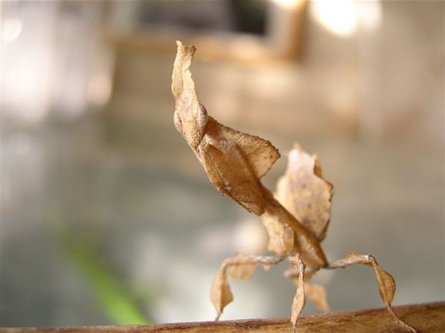 Phyllocrania paradoxa