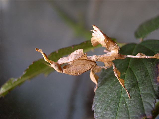Phyllocrania paradoxa