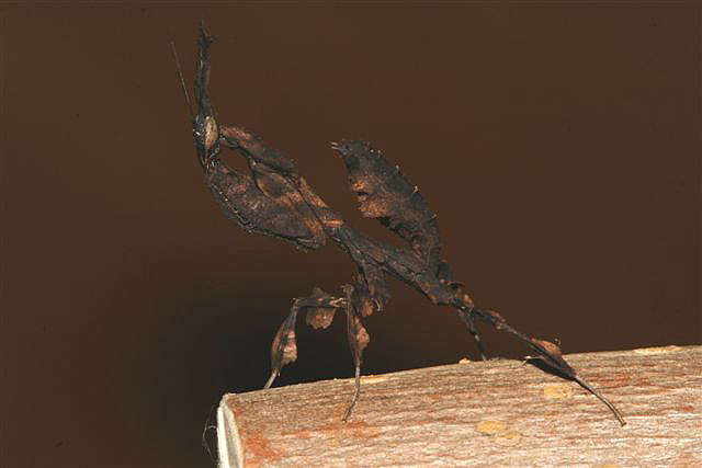 Phyllocrania paradoxa