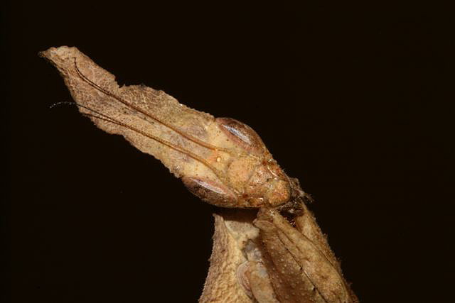 Phyllocrania paradoxa