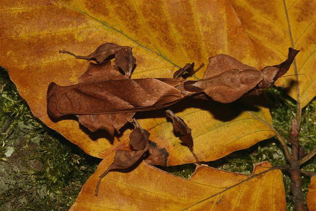 Phyllocrania paradoxa