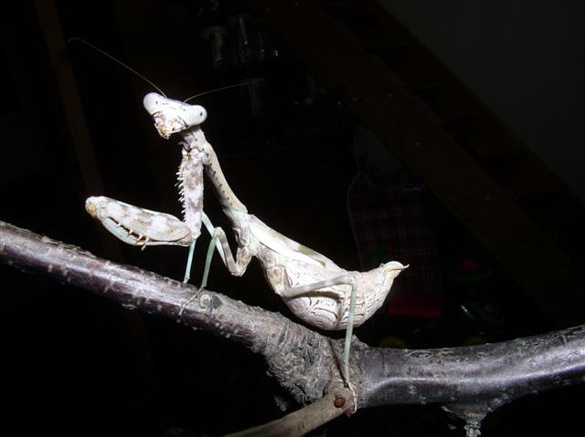 Parasphendale affinis