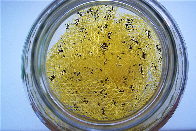 Parasphendale affinis-nymfy