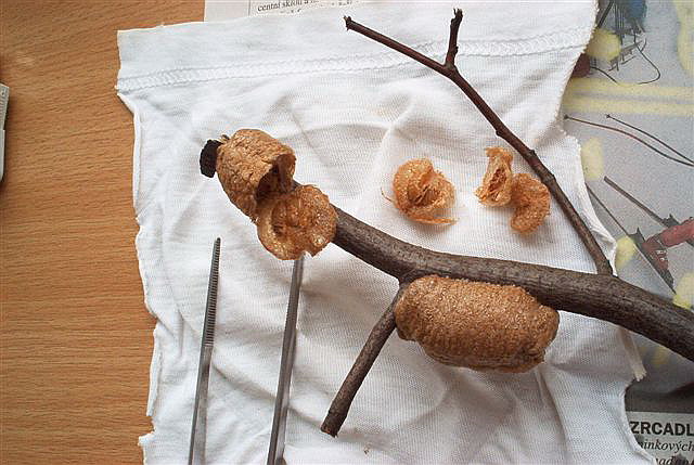 oot�ky-Parasphendale affinis