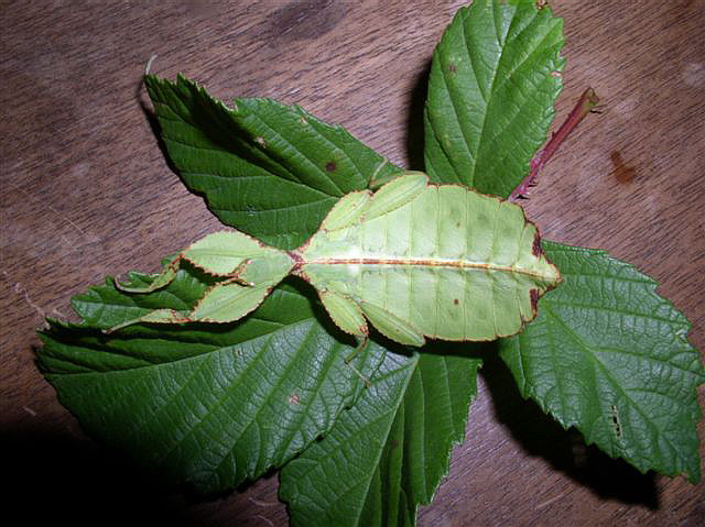 Phyllium sp.