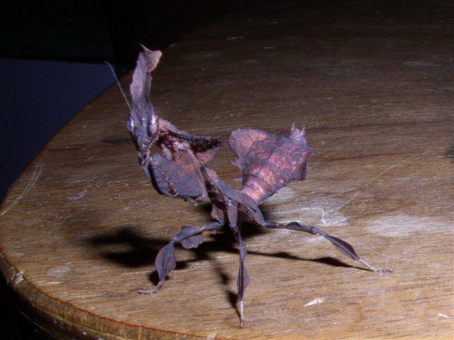 Phyllocrania paradoxa