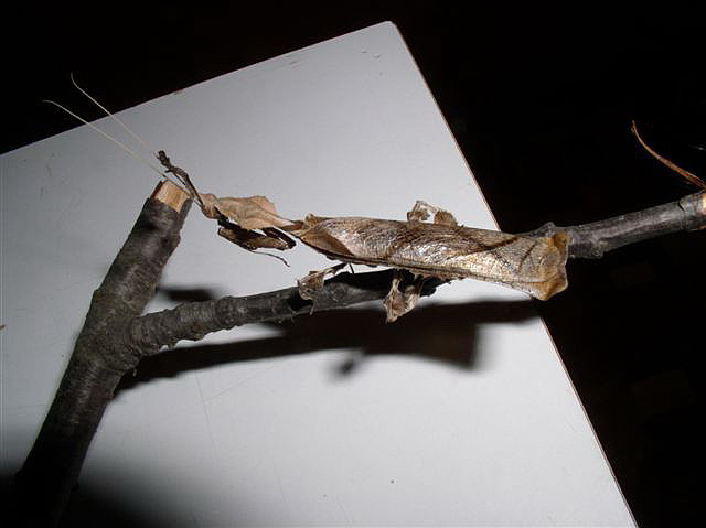 Phyllocrania paradoxa