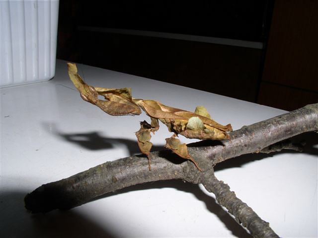 Phyllocrania paradoxa