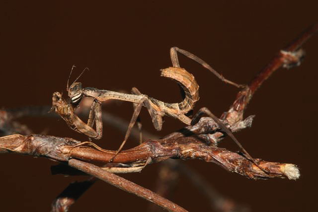 Phyllovates chlorophaea