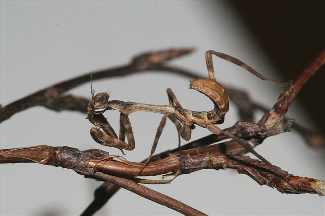 Phyllovates chlorophaea