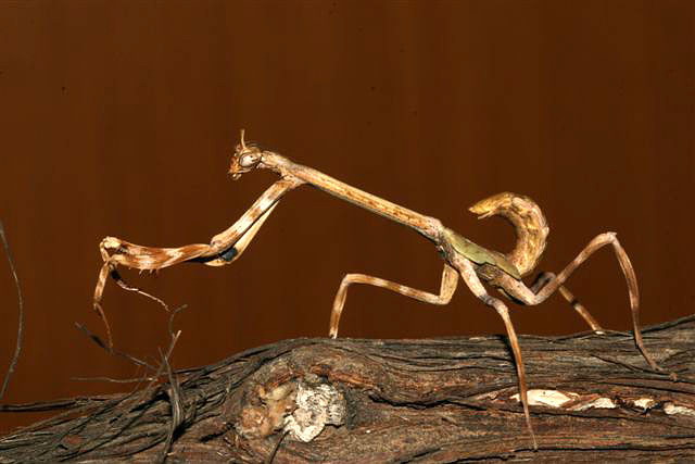 Phyllovates chlorophaea