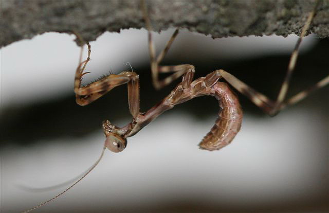 Pnigomantis medioconstricta