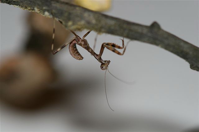 Pnigomantis medioconstricta