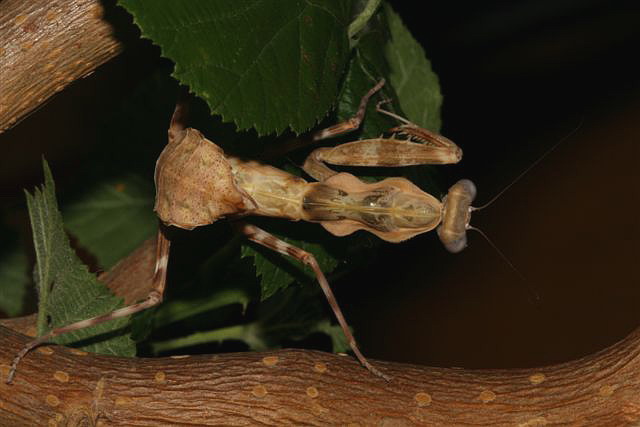 Pnigomantis medioconstricta