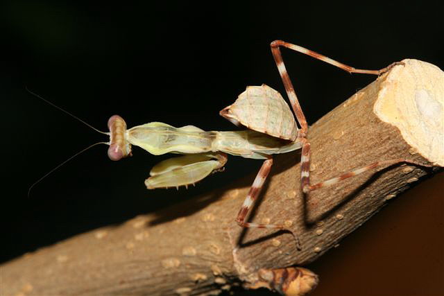 Pnigomantis medioconstricta