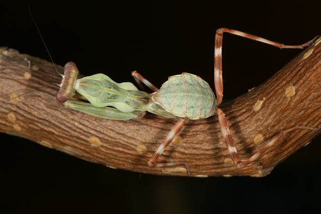 Pnigomantis medioconstricta