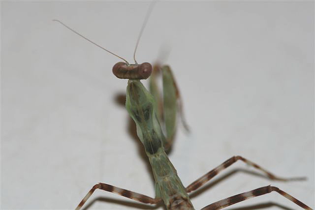 Pnigomantis medioconstricta