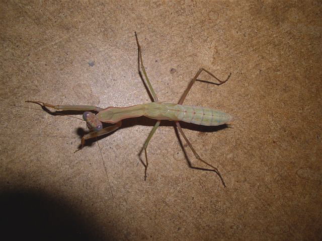 Polyspilota aeruginosa