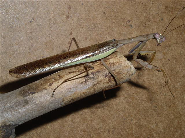 Polyspilota aeruginosa