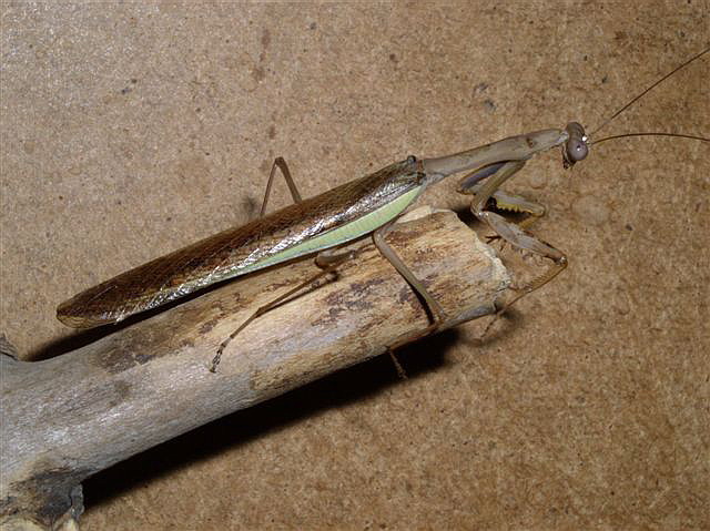 Polyspilota aeruginosa