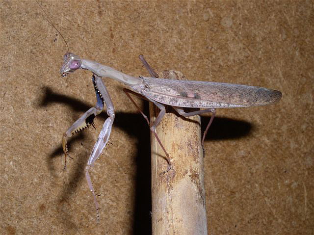 Polyspilota aeruginosa