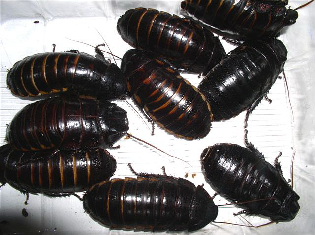 Princisia vanwaerebeki(�ern�)