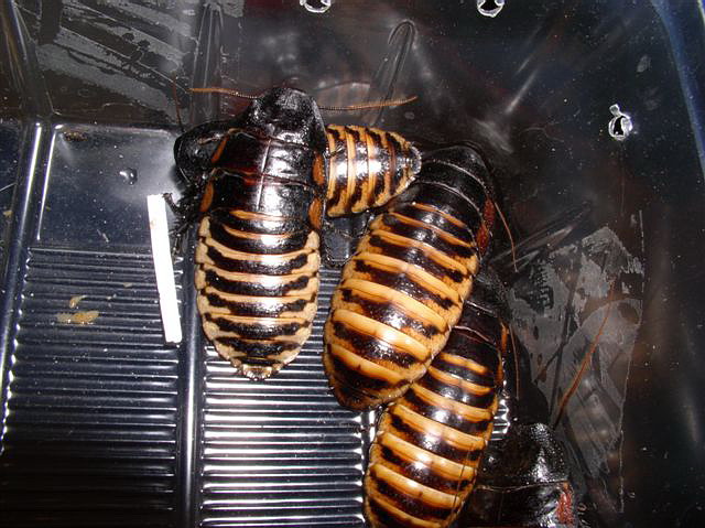 Princisia vanwaerebeki(pruhovan�)