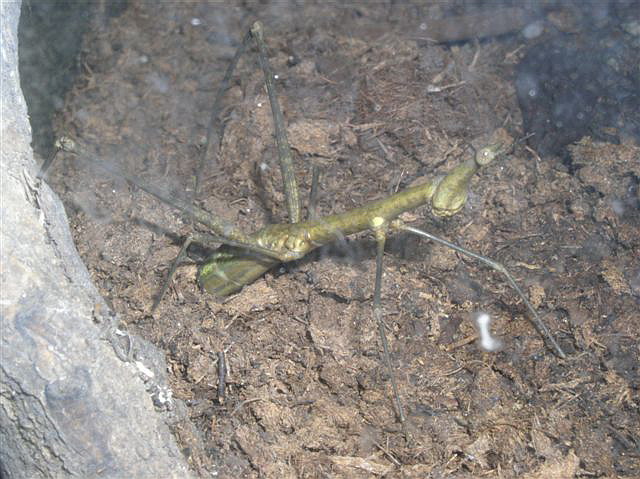 Proscopia sp.