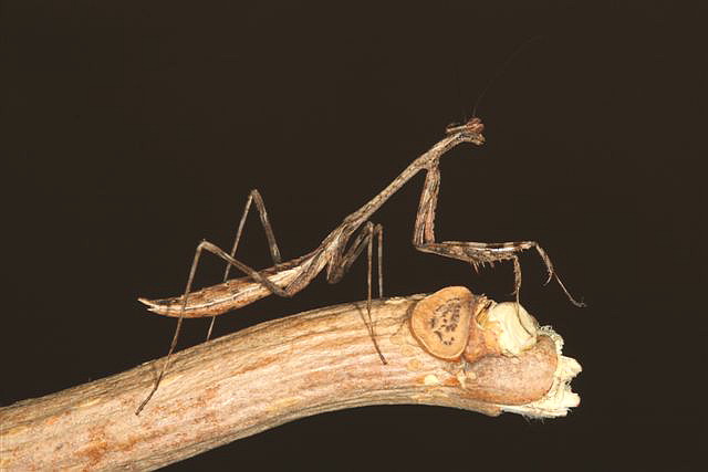 Pseudempusa pinnapavonis