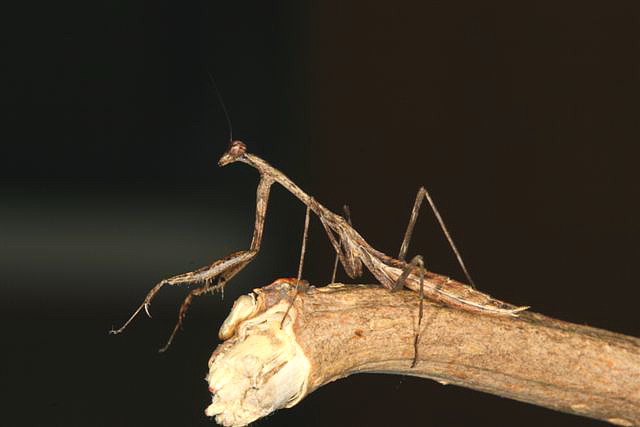 Pseudempusa pinnapavonis