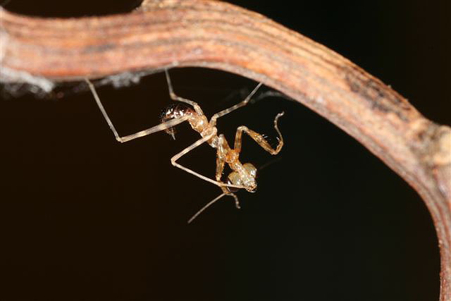 Pseudempusa pinnapavonis
