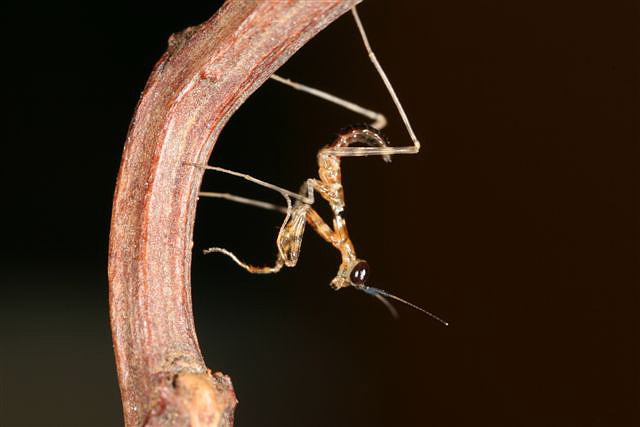 Pseudempusa pinnapavonis