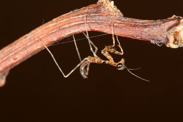 Pseudempusa pinnapavonis