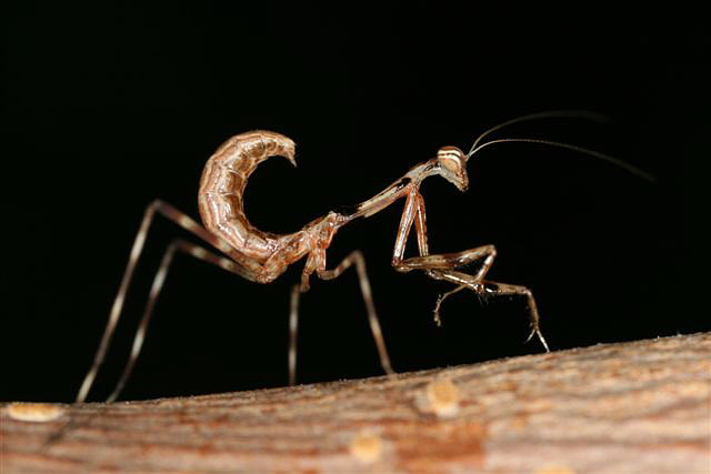Pseudempusa pinnapavonis