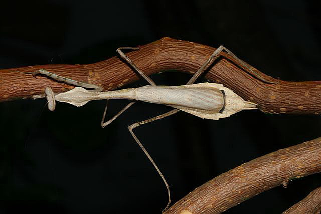 Pseudempusa pinnapavonis