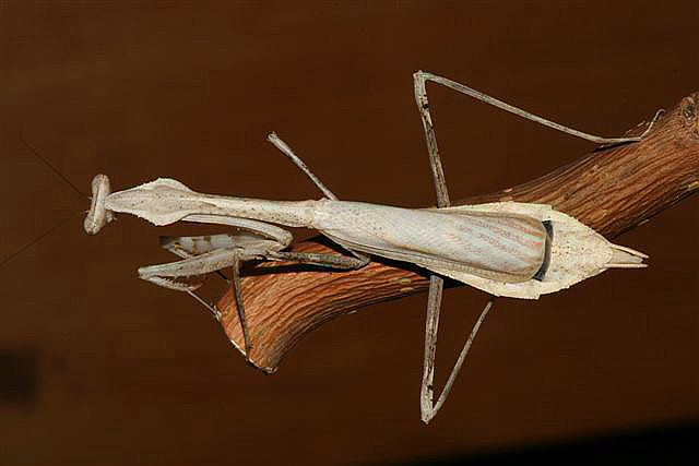 Pseudempusa pinnapavonis