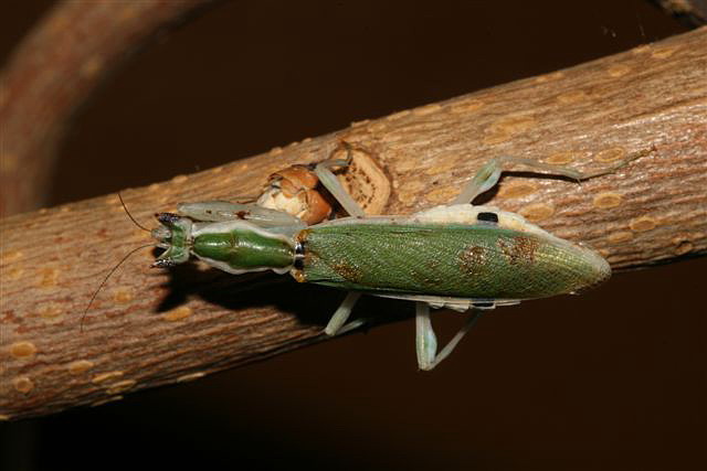 Pseudoharpax virescens virescens 