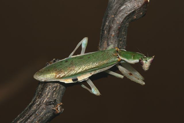 Pseudoharpax virescens virescens 