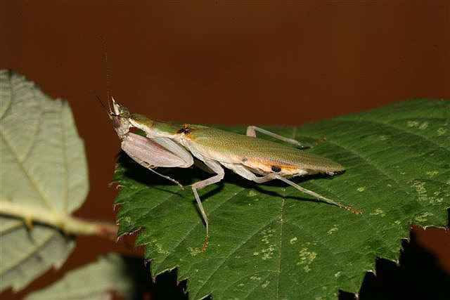 Pseudoharpax virescens virescens 