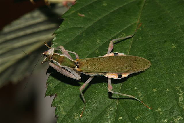 Pseudoharpax virescens virescens 