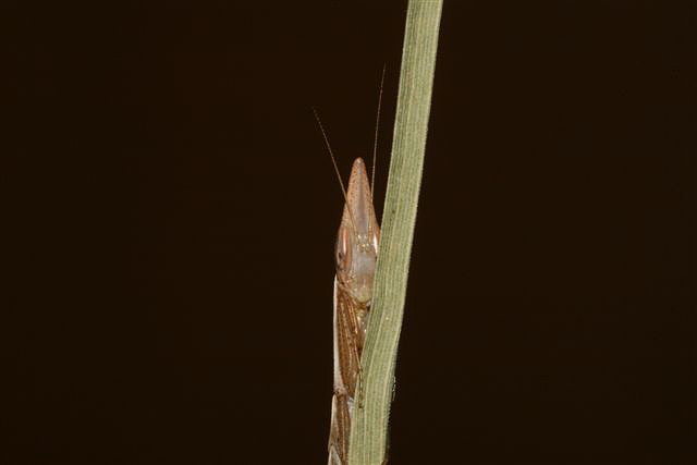 Pyrgomantis jonesi