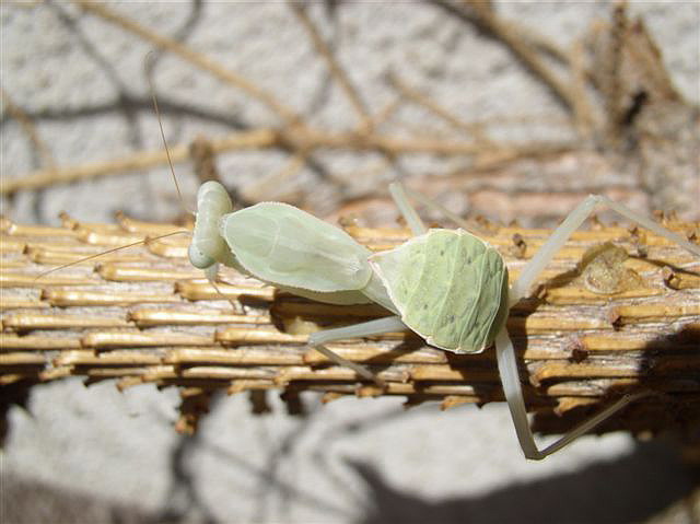 Rhombodera fusca(Thajsko)