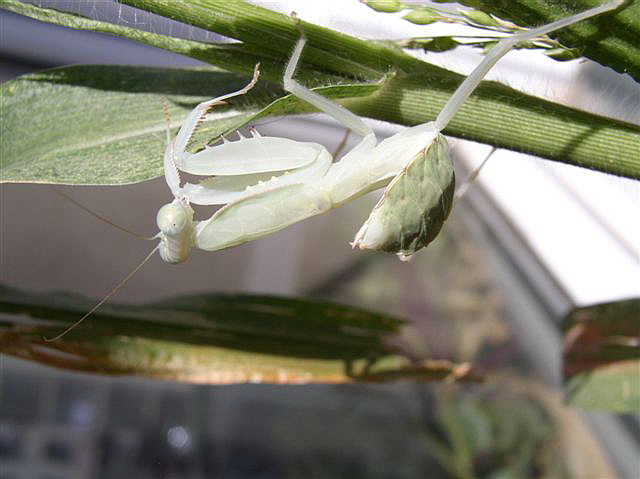 Rhombodera fusca(Thajsko)