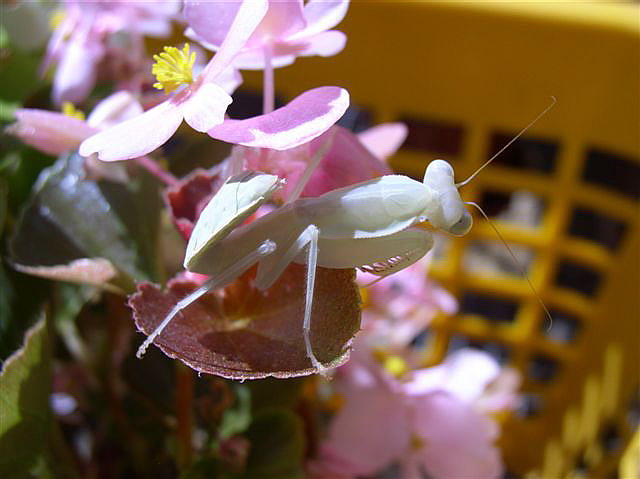 Rhombodera fusca(Thajsko)