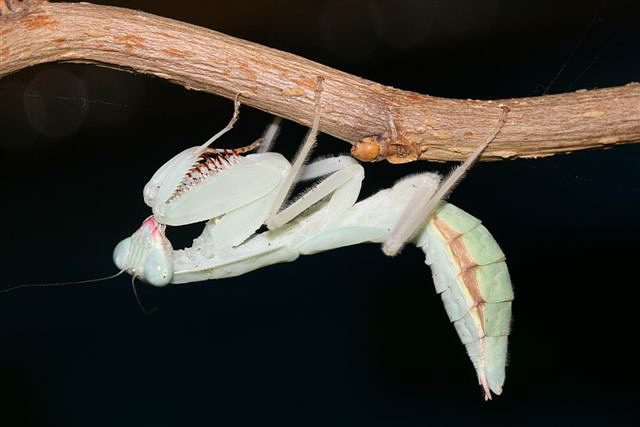Rhombodera fusca(Thajsko)