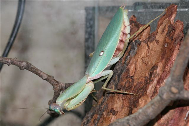 Rhombodera sp.(Thajsko)