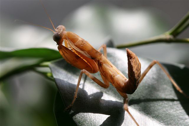 Rhombodera fusca(Thajsko)