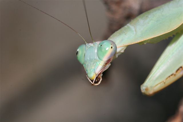 Rhombodera sp.(Thajsko)